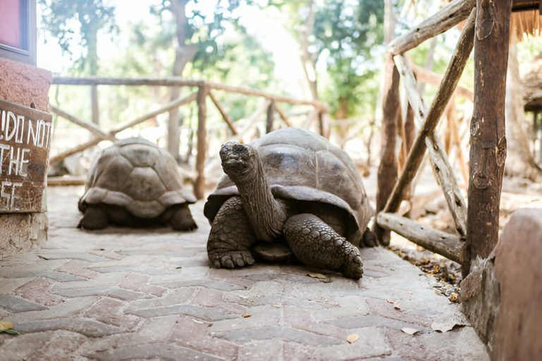 Giant Seychelles turtles